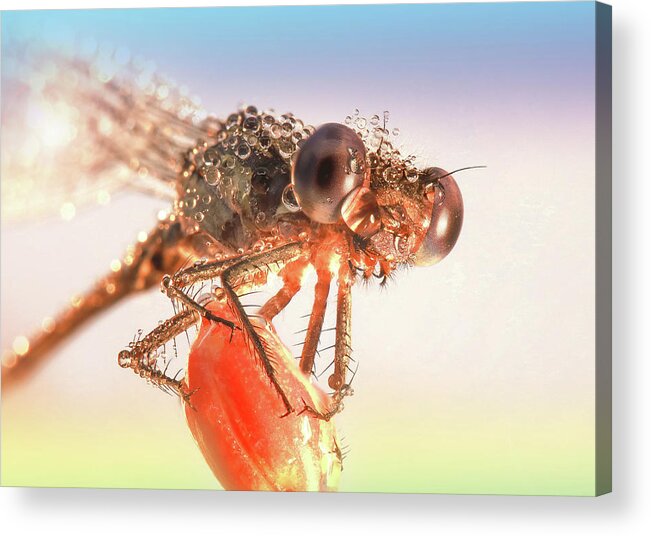 Macrophotography Acrylic Print featuring the photograph Damsel in Distress by Jim Painter