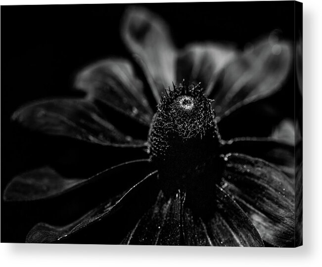 Black Acrylic Print featuring the photograph Dark Floral by Amelia Pearn