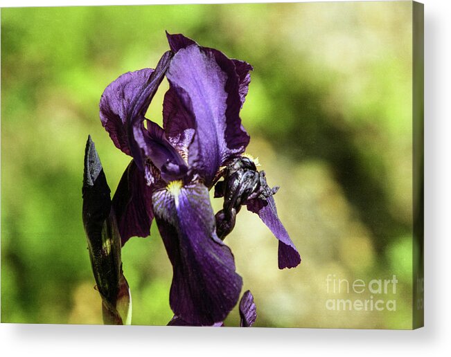 Arizona Acrylic Print featuring the photograph Deep Purple by Kathy McClure