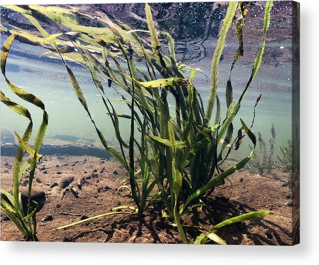Water Acrylic Print featuring the photograph Delaware River - River of the Year 2020 - Underwater Scene by Amelia Pearn