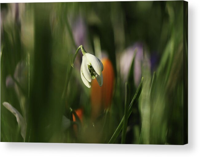 Misty Acrylic Print featuring the photograph Detail on white Galanthus between many green stems. Galanthus nivalis Viridapice. Wonderful white bloom hidden in the middle of grass. White and green. Beginning of spring time. by Vaclav Sonnek