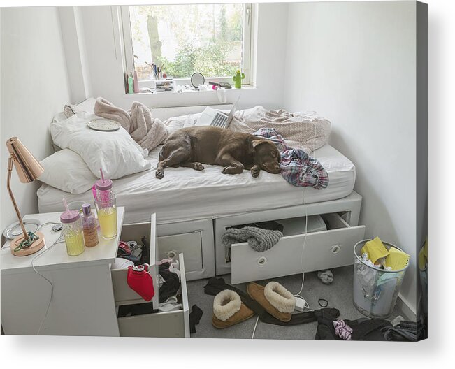 Pets Acrylic Print featuring the photograph Dog lying on bed in teenagers messy bedroom by Justin Paget