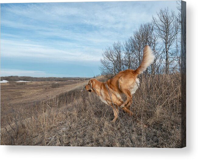 Dog Acrylic Print featuring the photograph Dog Running In A Field by Karen Rispin