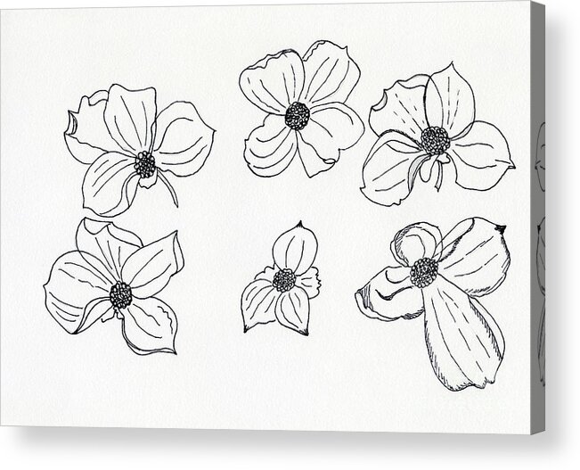 Dogwood Blossoms Pen & Ink Watercolor By Norma Appleton Acrylic Print featuring the painting Dogwood Blossoms by Norma Appleton