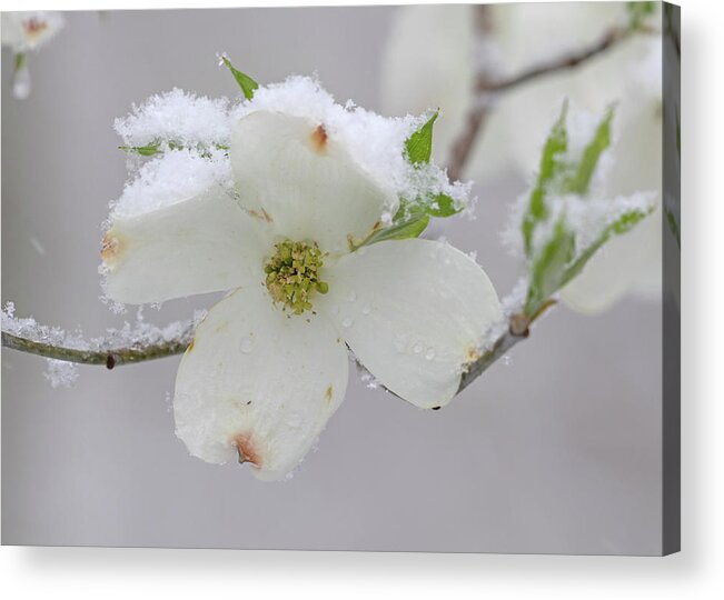 Dogwood Acrylic Print featuring the photograph Dogwoods in Spring #2 by Mindy Musick King
