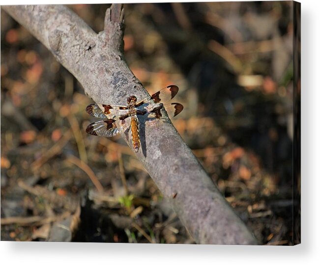 Dragonfly Acrylic Print featuring the photograph Dragonfly #1 by Matthew Adelman