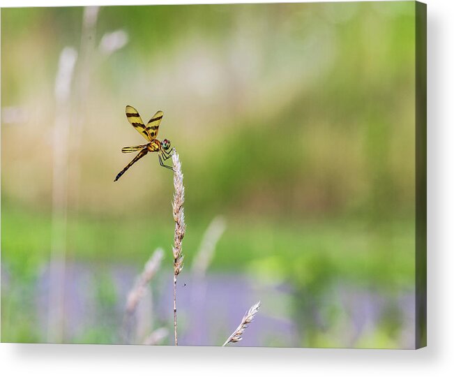 Animals Acrylic Print featuring the photograph Dragonfly Nature Photography by Amelia Pearn