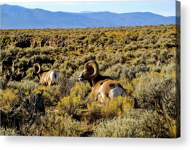 Bighorn Sheep Acrylic Print featuring the photograph Wild Bighorn Sheep - New Mexico by Earth And Spirit
