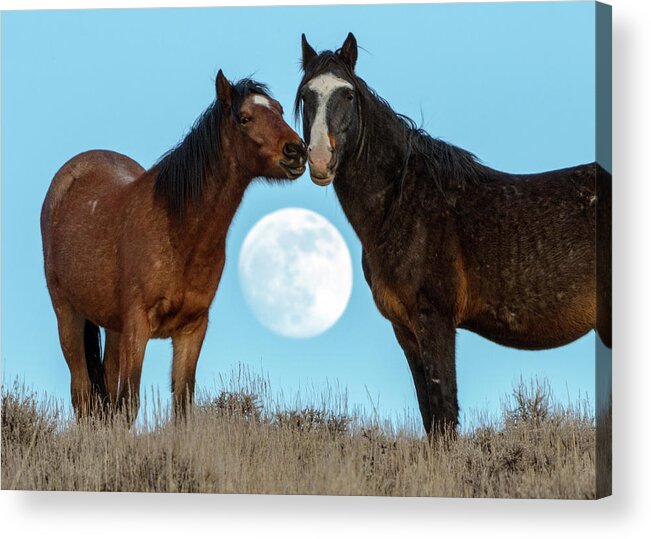 Horses Acrylic Print featuring the photograph Dsc06591 by John T Humphrey
