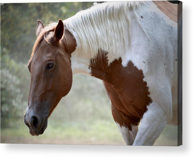 Dusty Acrylic Print featuring the photograph Dusty Road by Listen To Your Horse