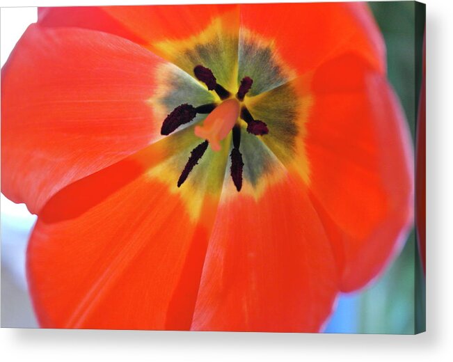 Tulip Acrylic Print featuring the photograph Dutch Umbrella by Michele Myers