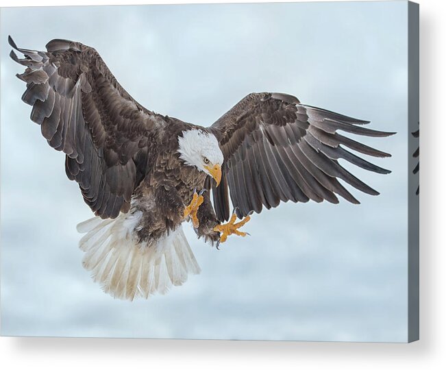 Eagle Acrylic Print featuring the photograph Eagle In the Clouds by CR Courson
