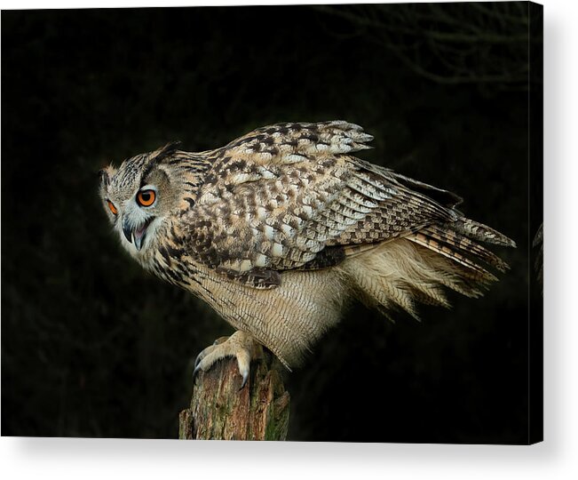 Owl Acrylic Print featuring the photograph Eagle-owl by CR Courson