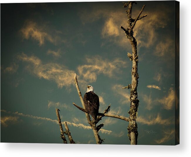 Arrival Acrylic Print featuring the photograph Eagle Perch by Bill Posner