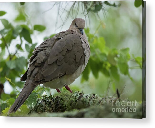 Eared Dove Acrylic Print featuring the photograph Eared Dove by Eva Lechner