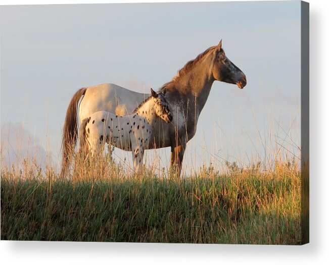 Horse Acrylic Print featuring the photograph Early Morning Light by Katie Keenan