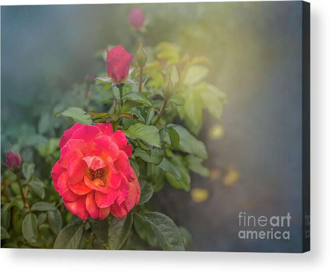 Rose Acrylic Print featuring the photograph Early Morning Roses by Shelia Hunt