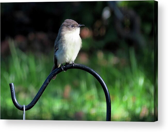 Birds Acrylic Print featuring the photograph Eastern Phoebe by Linda Stern
