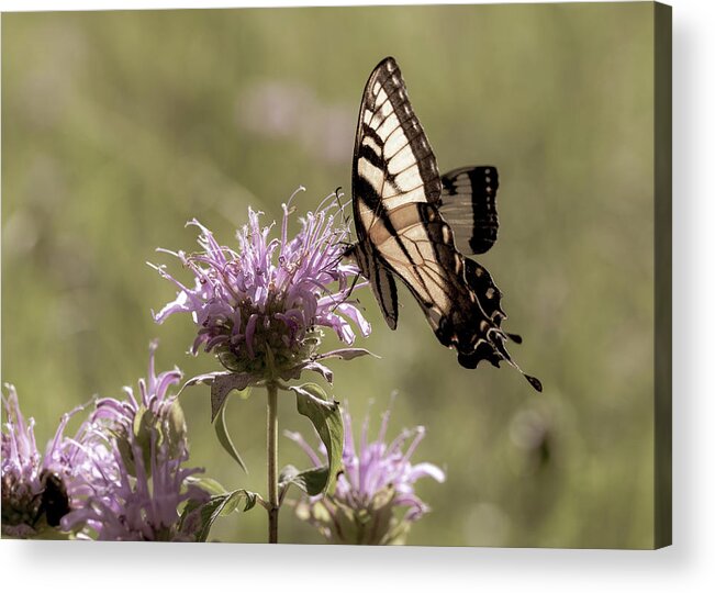 Animals Acrylic Print featuring the photograph Eastern Tiger Swallowtail Butterfly at Dusk by Amelia Pearn