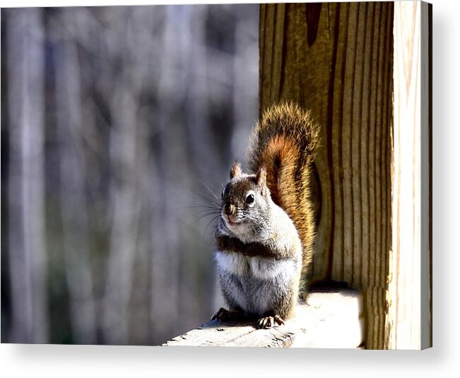 Red Squirrel Acrylic Print featuring the photograph Eddie, the Red Squirrel by Lynn Hunt