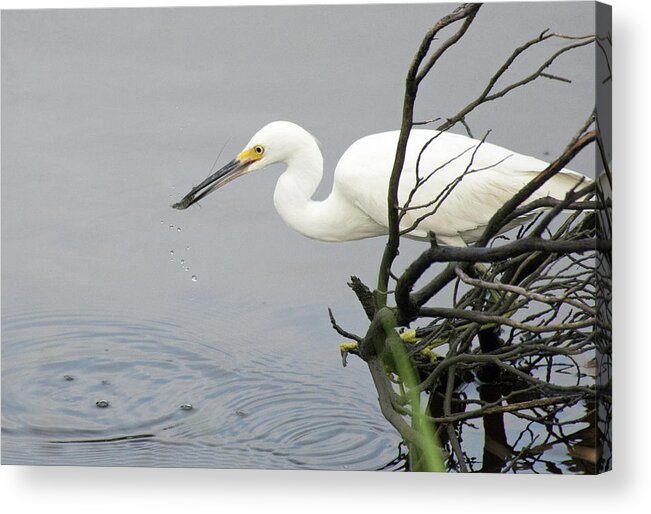 Birds Acrylic Print featuring the photograph Egret Spearing a Shrimp by Bruce Gourley