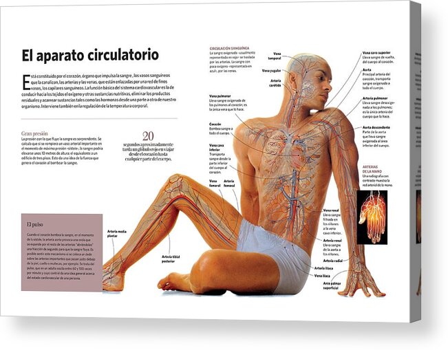 Ciencia Acrylic Print featuring the digital art El aparato circulatorio by Album