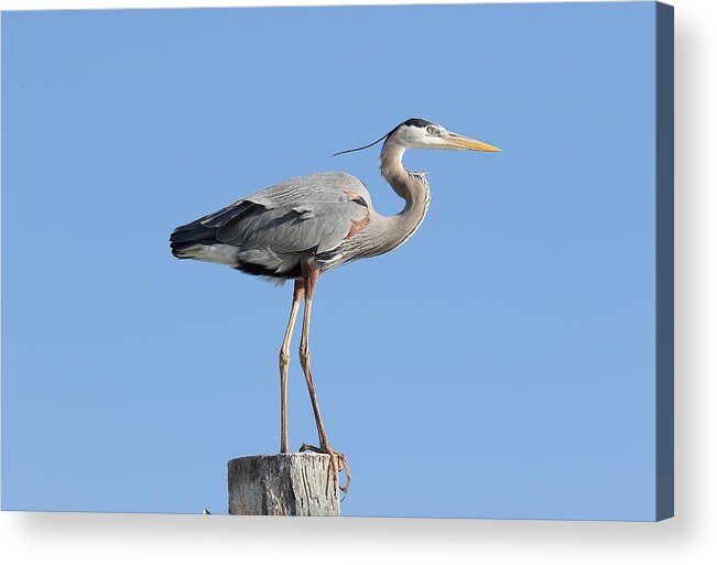 Great Blue Heron Acrylic Print featuring the photograph Elegant Great Blue Heron by Mingming Jiang