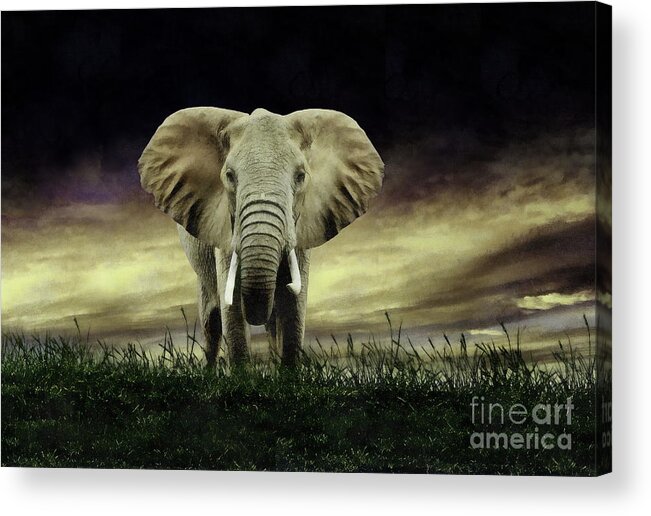 Elephant Acrylic Print featuring the digital art Elephant by Jerzy Czyz