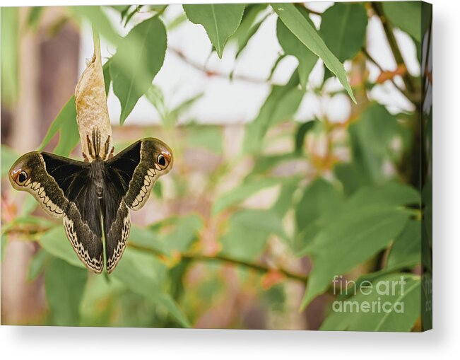 Moth Acrylic Print featuring the photograph Emergance 3 by Laura Honaker