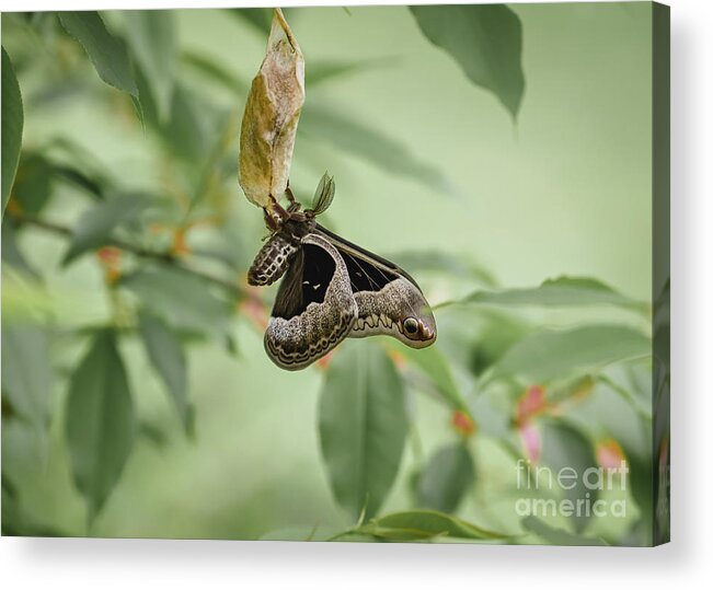 Moth Acrylic Print featuring the photograph Emergance by Laura Honaker