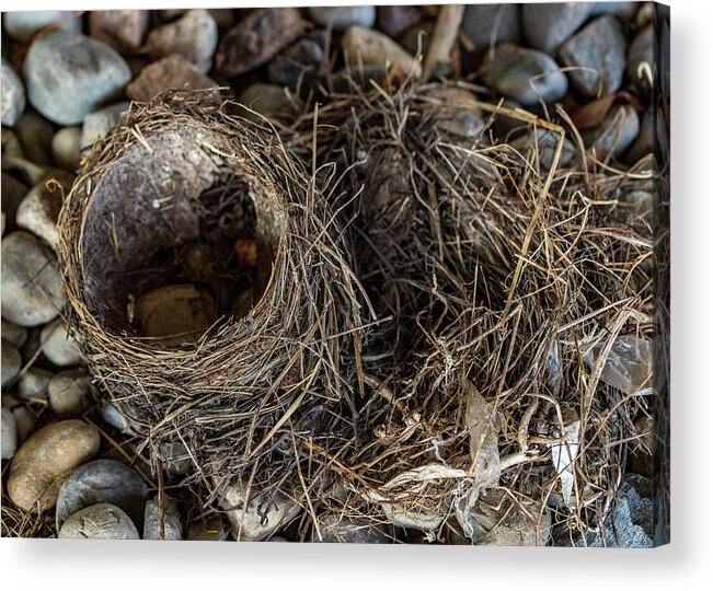 Animals Acrylic Print featuring the photograph Empty Nest - Wildlife Photography 2 by Amelia Pearn