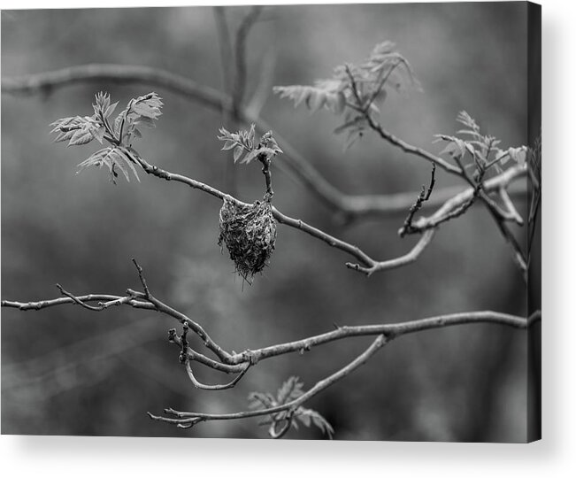 Animals Acrylic Print featuring the photograph Empty Nest - Wildlife Photography by Amelia Pearn