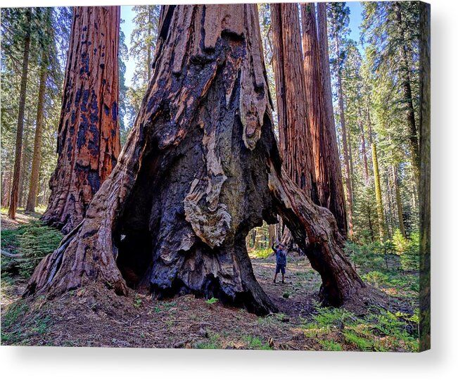 Giant Sequoia Tree Acrylic Print featuring the photograph Encounter by Brett Harvey