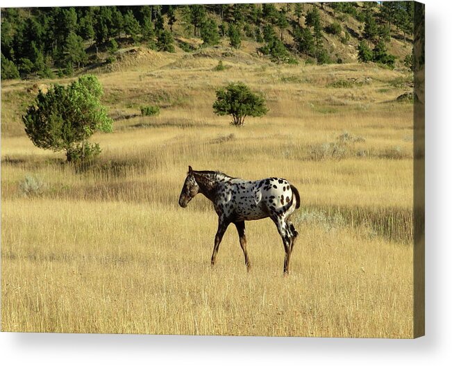 Appaloosa Acrylic Print featuring the photograph End of Summer by Katie Keenan