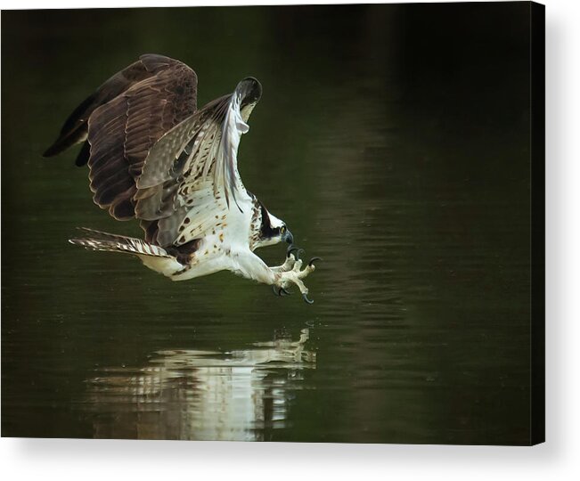 Eye On The Prize Acrylic Print featuring the photograph Eye On the Prize by CR Courson