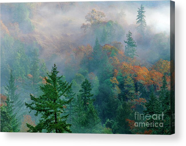 Dave Welling Acrylic Print featuring the photograph Fall Color In Fog California by Dave Welling
