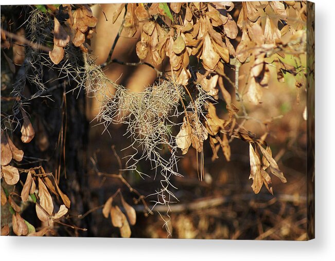  Acrylic Print featuring the photograph Fall Moss by Heather E Harman