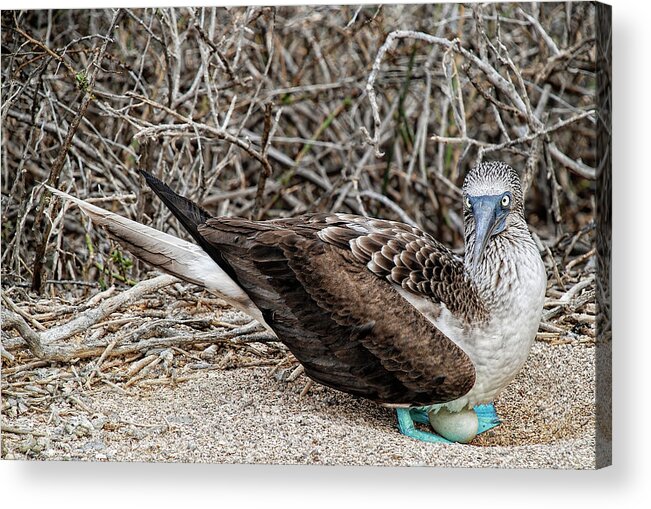Blue-footed Booby Acrylic Print featuring the photograph Female Blue-footed Booby nesting by Henri Leduc