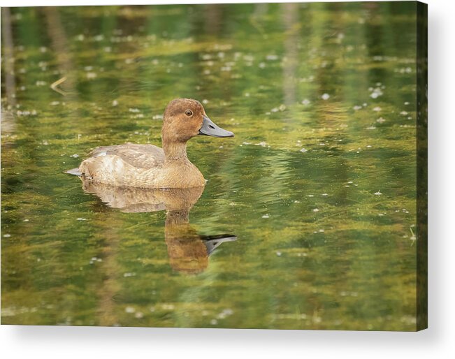 Female Redhead Acrylic Print featuring the photograph Female Redheaded Duck 2016 by Thomas Young