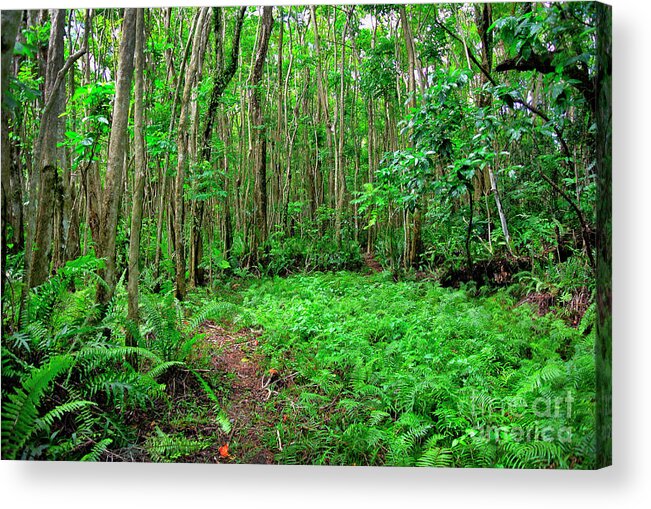 Rainforest Acrylic Print featuring the photograph Ferns in the rainforest in Guam. by Rich Cruse