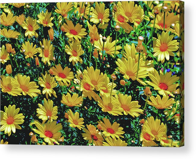 Daisies Acrylic Print featuring the photograph Field of Yellow by Debra Kewley