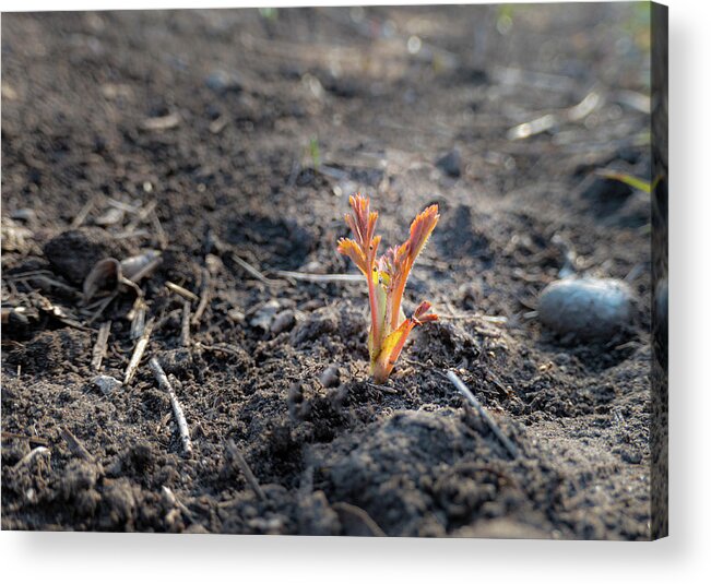 Spring Acrylic Print featuring the photograph First Sprouts In Spring by Karen Rispin