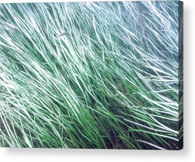 Underwater Acrylic Print featuring the photograph Fish in the Grass - Delaware Water Gap by Amelia Pearn