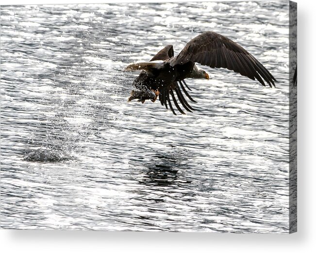 Bald Eagle Acrylic Print featuring the photograph Fishing Time by Matthew Nelson
