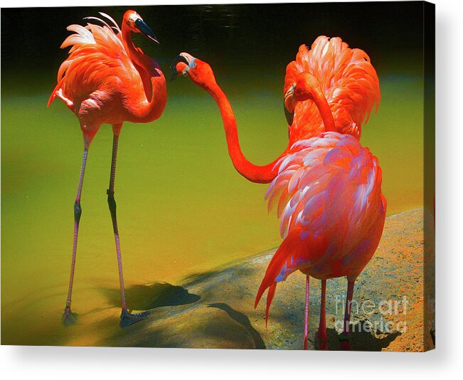 Flamingos Acrylic Print featuring the photograph Flamingo Argument by Diana Mary Sharpton