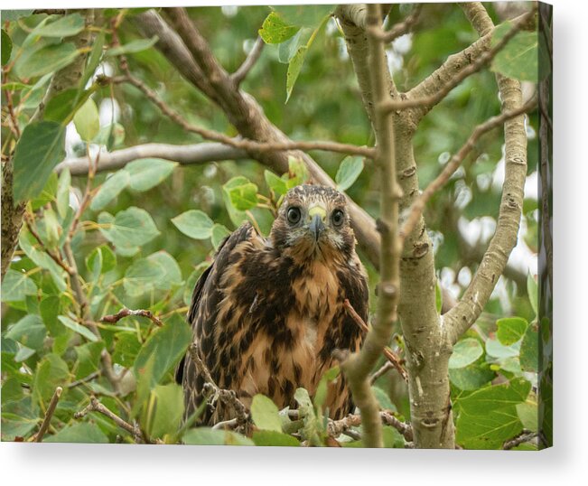 Hawk Acrylic Print featuring the photograph Fledgeling Hawk by Phil And Karen Rispin