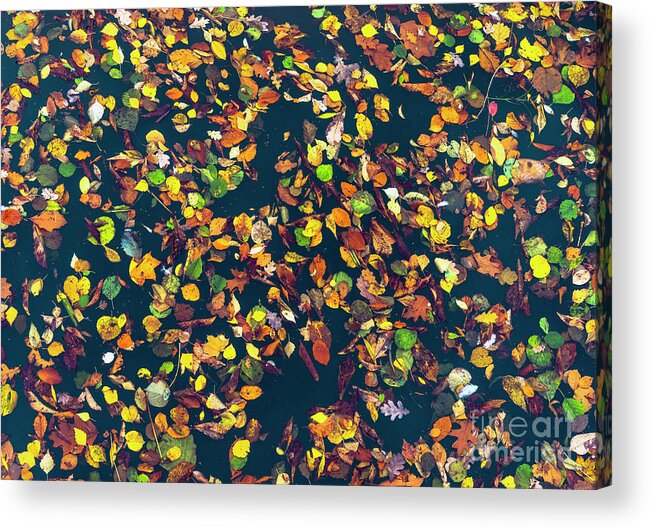 Autumn Acrylic Print featuring the photograph Floating Autumn Leaves by Daniel M Walsh