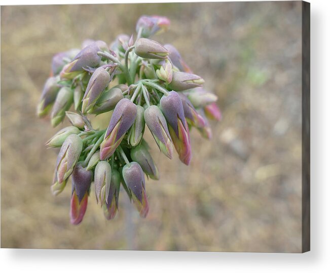 Flowers Acrylic Print featuring the photograph Flower Buds In Pastels by Maryse Jansen