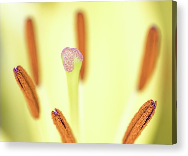 Flower Acrylic Print featuring the photograph Flower Close Up by Amelia Pearn