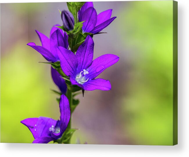 Plants Acrylic Print featuring the photograph Flower Photography - Spring Blooms by Amelia Pearn